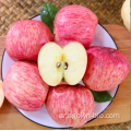 محصول جديد تشينغ يوان فوجي فواكه التفاح الطازجة